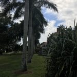 Transplanted Palms