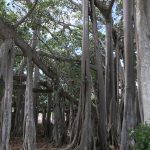 Banyan Tree Grove